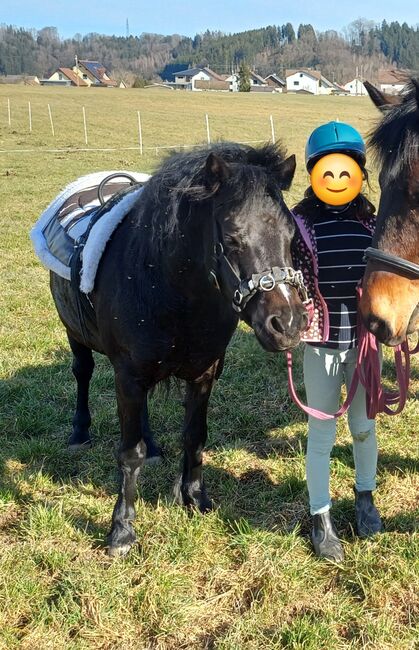 Liebevolles Kuschelpony sucht neuen Wirkungskreis, Lisa, Pferd kaufen, Untergallaberg, Abbildung 5