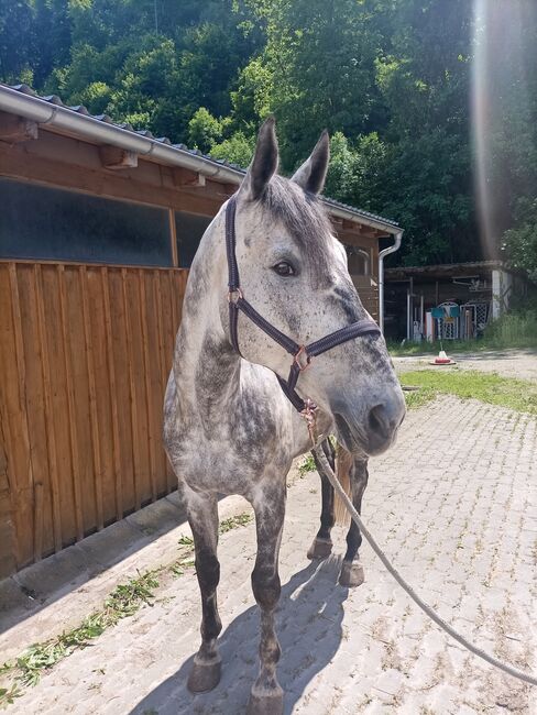 Liebevolles Zuhause gesucht, Tanja, Pferd kaufen, Frohnleiten 