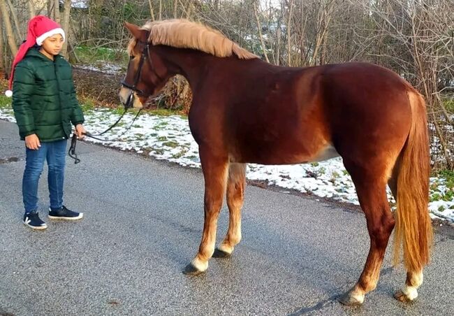 Liebevolle Stute, Annette , Horses For Sale, St.pölten , Image 3