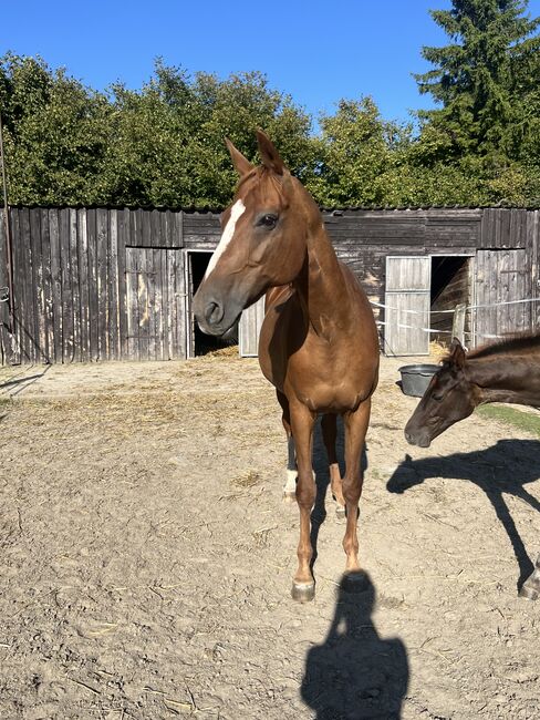 liebevolle Stute abzugeben, Annika , Horses For Sale, Bochum