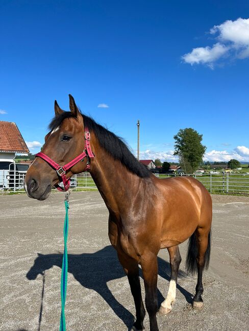 Liebevoller Wallach zu verkaufen, Lena Kolb, Horses For Sale, Argenbühl, Image 2