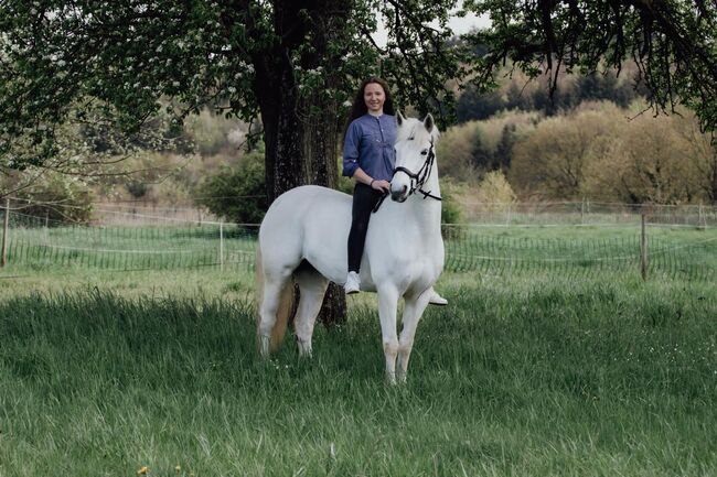 Liebevolles Connemarapony, J.W., Horses For Sale, Trechtingshausen, Image 3