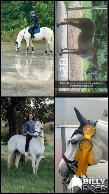 Liebevolles Connemarapony, J.W., Horses For Sale, Trechtingshausen, Image 9