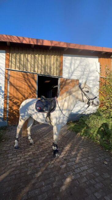Liebevolles Connemarapony, J.W., Horses For Sale, Trechtingshausen, Image 7