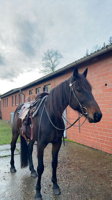 Liebevoller, braver Traber Wallach, Kerstin Rehbehn (Pferdemarketing Ost), Horses For Sale, Nienburg, Image 13