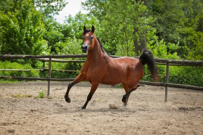 Liebevolle Stute sucht neue Menschen, Stefanie Schindler, Horses For Sale, Obertrum am See