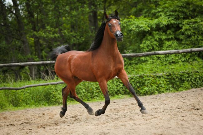 Liebevolle Stute sucht neue Menschen, Stefanie Schindler, Horses For Sale, Obertrum am See, Image 11