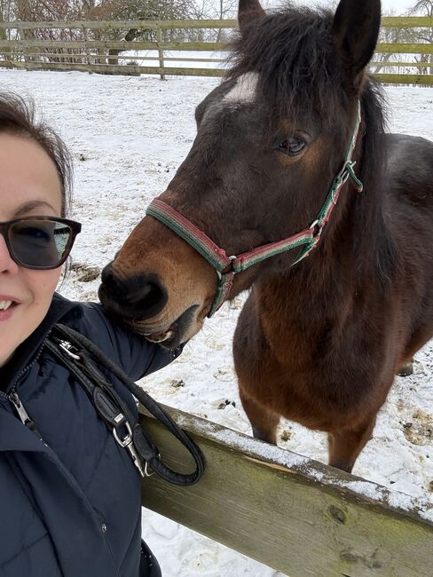 Liebevolle Ponystute zum Weiterausbilden, Katrin, Horses For Sale, Berlin