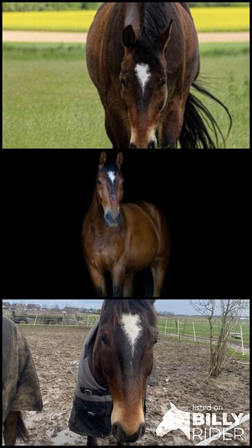 Liebevoller Freizeitwallach, Julia , Horses For Sale, Geilenkirchen, Image 4