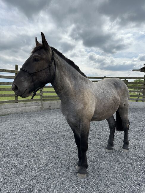 Lieber 2 1/2 Jähriger Noriker, Lynn, Horses For Sale, Mühleberg, Image 3