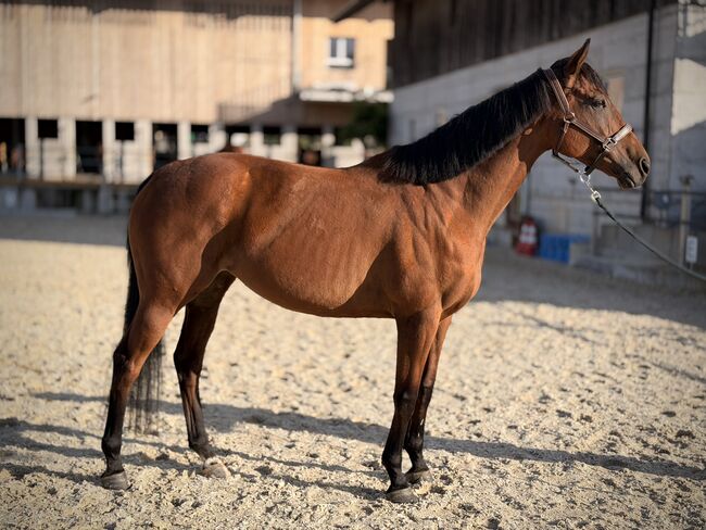 Liebe und schöne Stute für Freizeit und leichten Sport, Maja, Horses For Sale, Rotkreuz