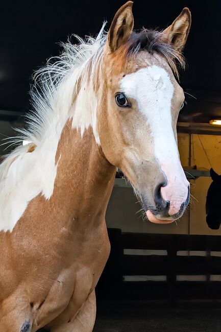 Liebe und zutrauliche buckskin Paint Horse Stute Fohlen 4/2026, Rainer, Horses For Sale, Wernigerode