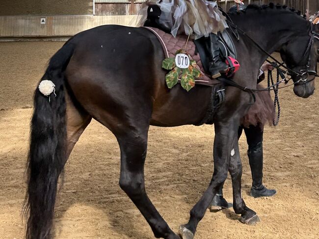 Liebe talentierte Stute Dressur / Freizeit, Karottenschubserin, Horses For Sale, Winnenden, Image 6