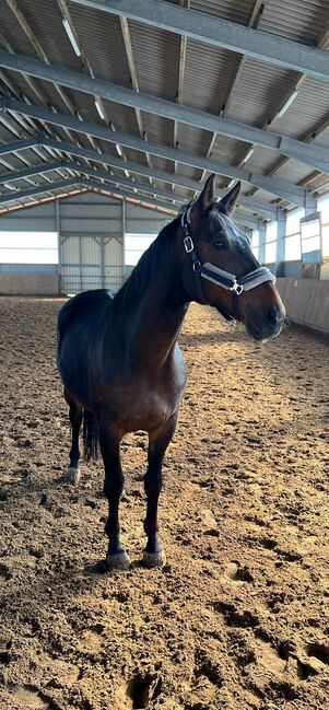 Lieber, sensibler Oldenburger Wallach, Kerstin Rehbehn (Pferdemarketing Ost), Horses For Sale, Nienburg, Image 3