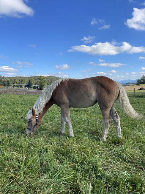 Zuckersüße Hafi Stute, Sophie Kneidinger, Horses For Sale, Am Landlberg, Image 3