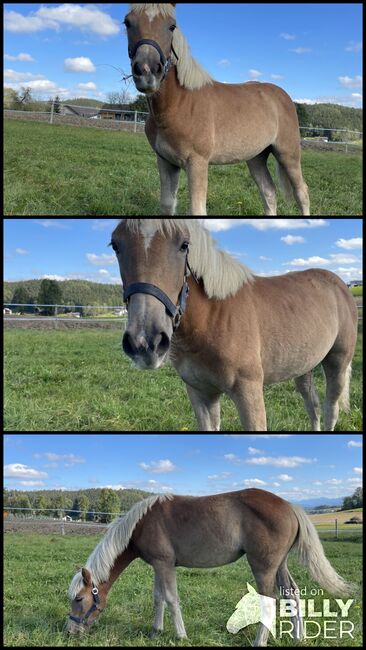 Zuckersüße Hafi Stute, Sophie Kneidinger, Horses For Sale, Am Landlberg, Image 4