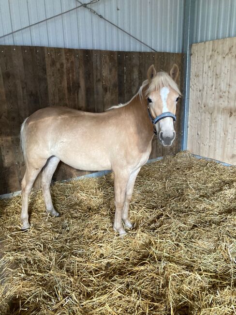 Liebe junge Haflinger Dame, Thess, Horses For Sale, Henstedt-Ulzburg , Image 4