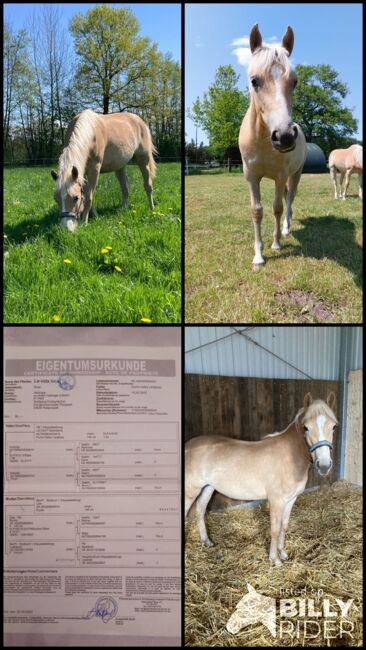 Liebe junge Haflinger Dame, Thess, Horses For Sale, Henstedt-Ulzburg , Image 6