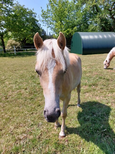 Liebe junge Haflinger Dame, Thess, Horses For Sale, Henstedt-Ulzburg , Image 5