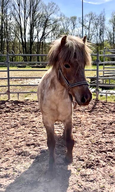 Liebe junge Farbwechseler Stute, SterniStall, Horses For Sale, Bexbach