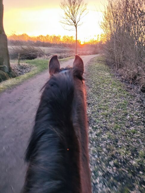 Liebe Stute mit go, Nadine , Horses For Sale, Kummerfeld , Image 3