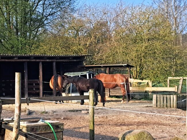 Liebe Stute Pony/Pferd gesucht, Rafaela Wiese , Horses For Sale, Neuenkirchen, Image 3