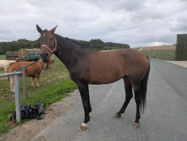 Liebe Stute sucht neues Zuhause, Lorena, Horses For Sale, Wehrheim 