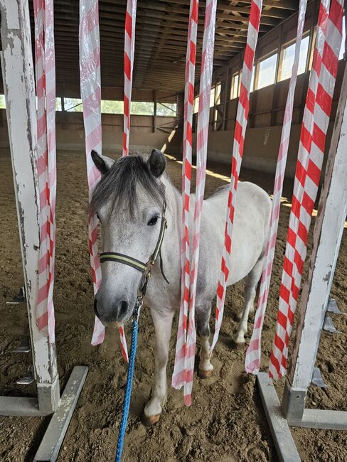 Liebenswertes Pony, K.B.Z. verkaufspferde , Horses For Sale, Steiermark/Leibnitz , Image 6