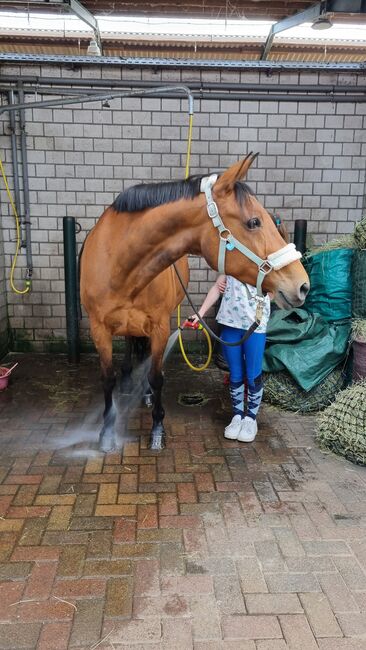 Liebe Pony-Oma, Katharina , Horses For Sale, Roßlau, Image 3