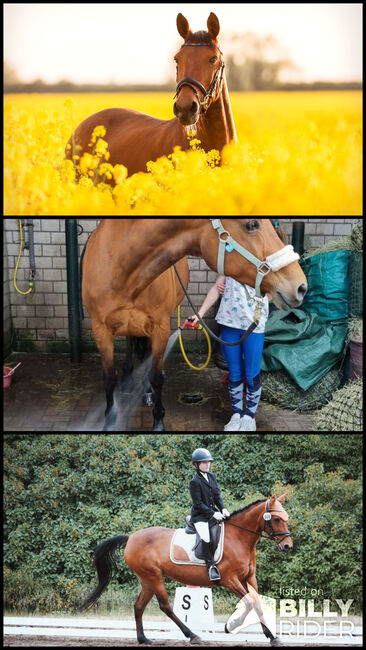 Liebe Pony-Oma, Katharina , Horses For Sale, Roßlau, Image 4