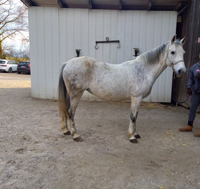 Liebes Pony abzugeben, Marcel S , Horses For Sale, Mettmann , Image 4