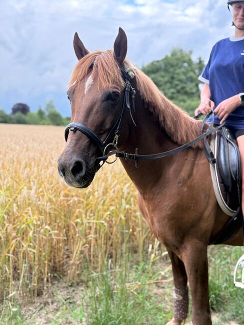 Liebes Pony abzugeben, Marcel S , Horses For Sale, Mettmann , Image 2