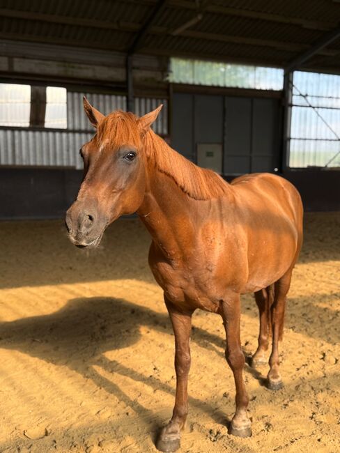 Liebes Pony abzugeben, Marcel S , Horses For Sale, Mettmann , Image 3