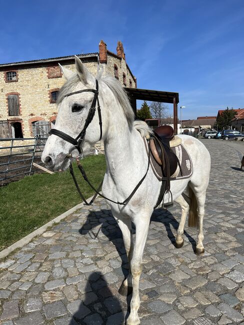 Liebe Schimmelstute - 9 jährig - spanisch, Justine Kluge, Horses For Sale, Ausleben , Image 4