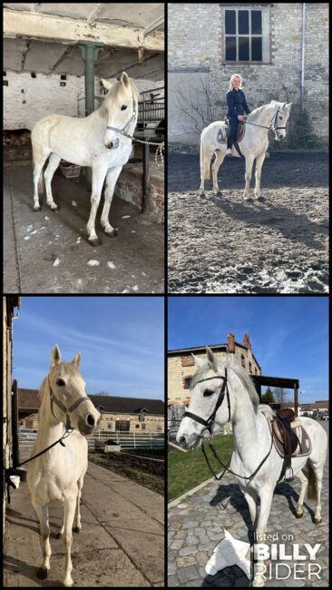 Liebe Schimmelstute - 9 jährig - spanisch, Justine Kluge, Horses For Sale, Ausleben , Image 13