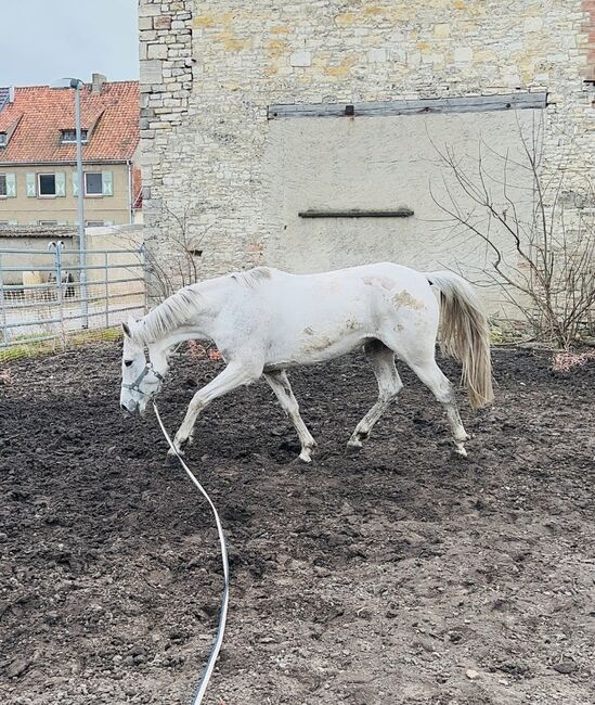 Liebe Schimmelstute - 9 jährig - spanisch, Justine Kluge, Horses For Sale, Ausleben , Image 8