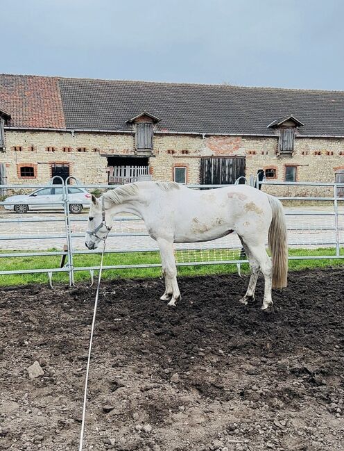 Liebe Schimmelstute - 9 jährig - spanisch, Justine Kluge, Horses For Sale, Ausleben , Image 9