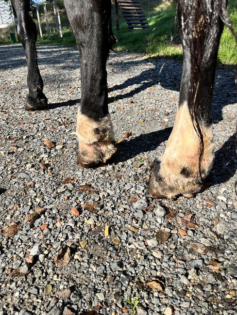 Liebe Tinker Stute, Karin Pfadenhauer , Horses For Sale, Burgkunstadt , Image 4