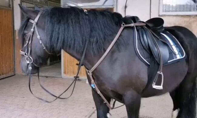 Liebe Tinker Stute, Karin Pfadenhauer , Horses For Sale, Burgkunstadt , Image 6