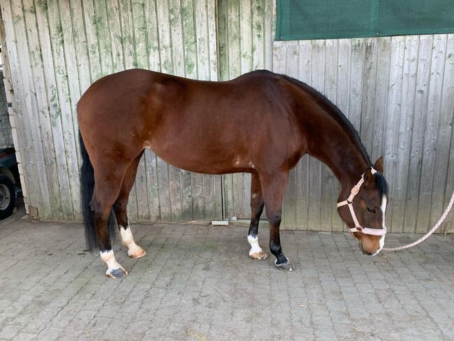 Liebe, freizeitgerittene Doc Chex Enkelin, Kerstin Rehbehn (Pferdemarketing Ost), Horses For Sale, Nienburg, Image 5