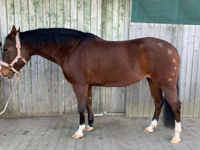 Liebe, freizeitgerittene Doc Chex Enkelin, Kerstin Rehbehn (Pferdemarketing Ost), Horses For Sale, Nienburg, Image 3