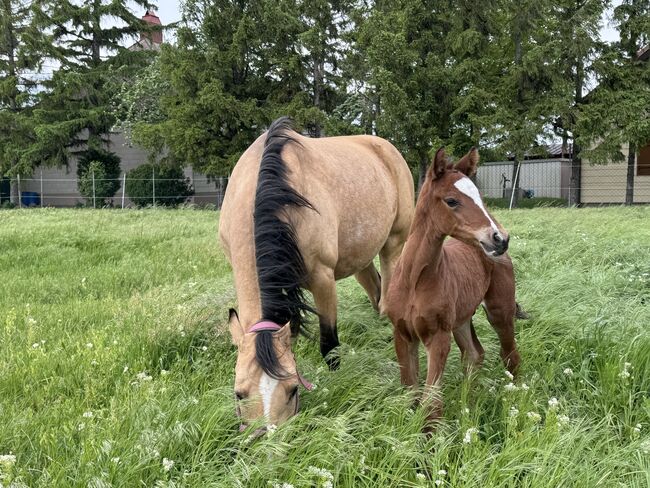 Zuchtauflösung – wunderschönes Reitpony Hengstfohlen, Verena, Konie na sprzedaż, Trumau 