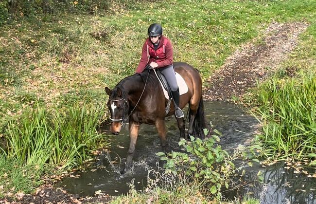 Lilius, Hannoveraner, Wallach, 20 Jahre, Brauner, WOW Pferd  (WOW Pferd), Horses For Sale, Bayern - Attenkirchen, Image 8
