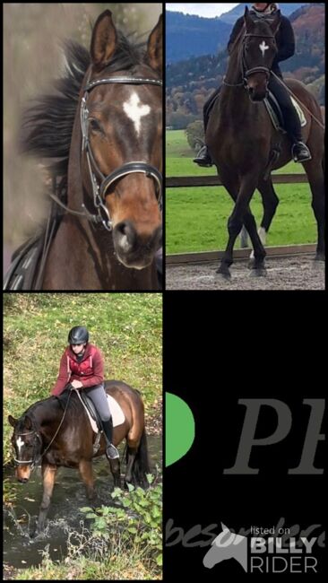 Lilius, Hannoveraner, Wallach, 20 Jahre, Brauner, WOW Pferd  (WOW Pferd), Horses For Sale, Bayern - Attenkirchen, Image 11