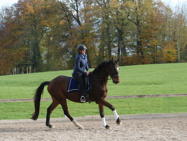 Lilius, Hannoveraner, Wallach, 20 Jahre, Brauner, WOW Pferd  (WOW Pferd), Horses For Sale, Bayern - Attenkirchen, Image 4