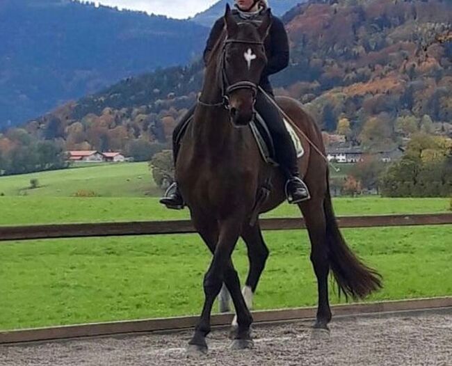Lilius, Hannoveraner, Wallach, 20 Jahre, Brauner, WOW Pferd  (WOW Pferd), Horses For Sale, Bayern - Attenkirchen, Image 7