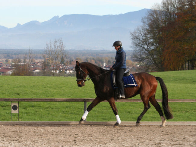 Lilius, Hannoveraner, Wallach, 20 Jahre, Brauner, WOW Pferd  (WOW Pferd), Horses For Sale, Bayern - Attenkirchen, Image 2
