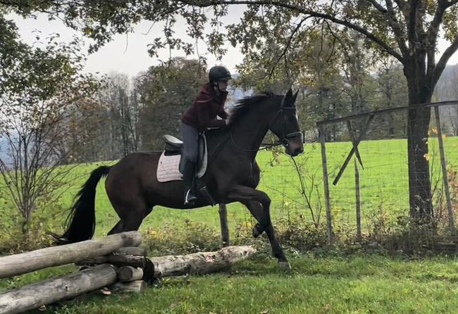 Lilius, Hannoveraner, Wallach, 20 Jahre, Brauner, WOW Pferd  (WOW Pferd), Horses For Sale, Bayern - Attenkirchen, Image 5