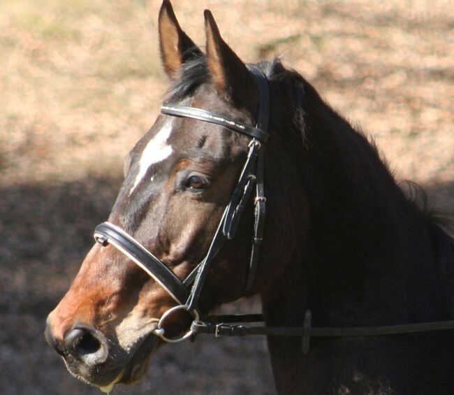 Lilius, Hannoveraner, Wallach, 20 Jahre, Brauner, WOW Pferd  (WOW Pferd), Horses For Sale, Bayern - Attenkirchen, Image 9