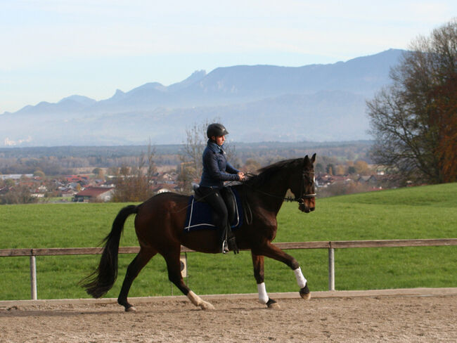 Lilius, Hannoveraner, Wallach, 20 Jahre, Brauner, WOW Pferd  (WOW Pferd), Horses For Sale, Bayern - Attenkirchen, Image 3